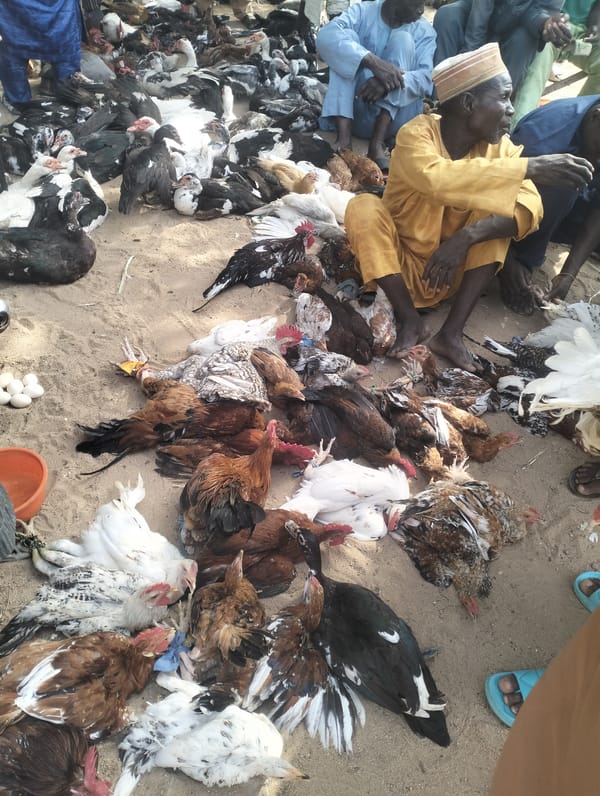 Outdoor marketplace bustling with poultry vendors and produce sellers