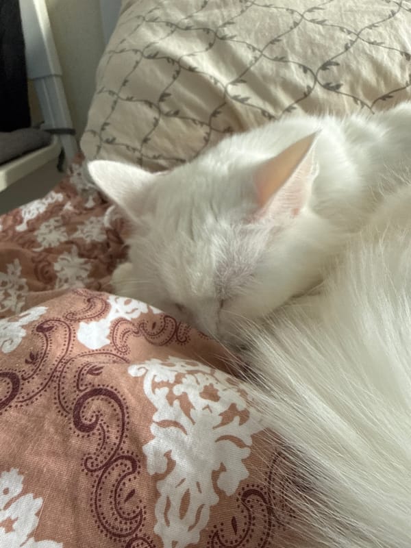 White cat sleeps on paisley bedding in Yekaterinburg home