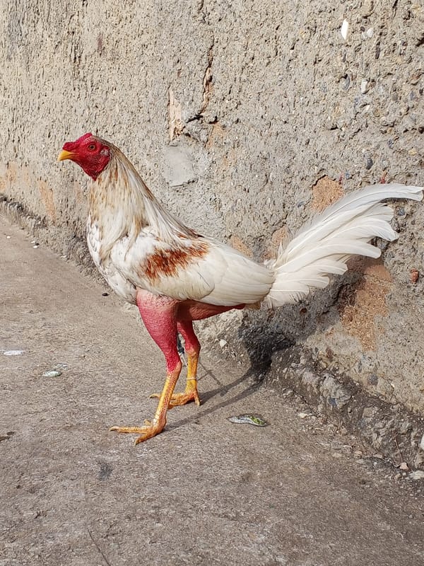 Roosters spotted in rural poultry area as men transport materials