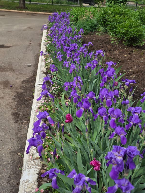 Everyday moments captured: garden blooms, child at play, woman resting