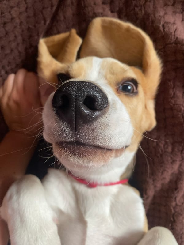 Beagle puppy's lazy morning nap session in Perm