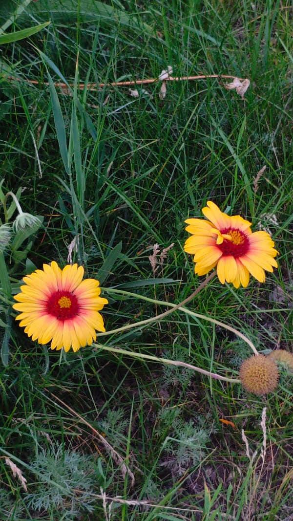 Wildflowers up close and a curious moment at the playground