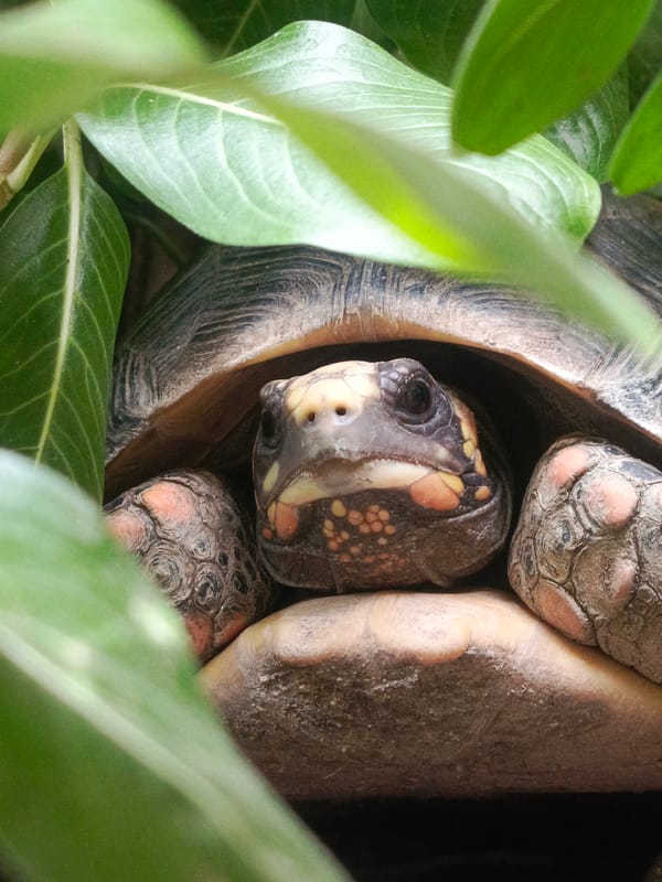 Red-footed tortoise spotted emerging from vegetation in Tinaco, Venezuela