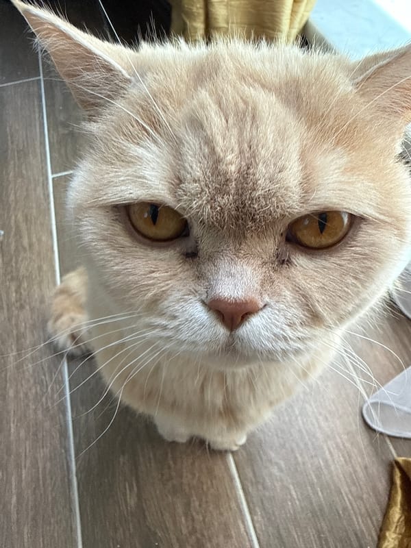 Cream-colored cat spotted near hotel pool complex