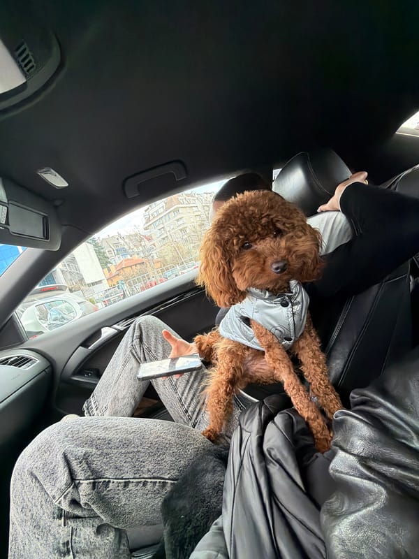 Car journey through Sofia with dog and traffic scenes
