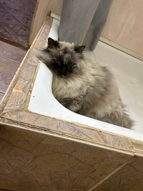 Cat rests in bathtub in Russian home
