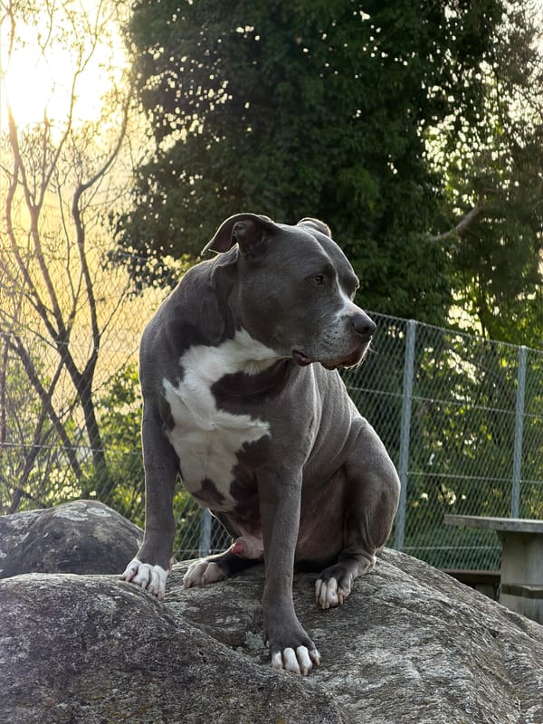 Dog climbs rock face in Swiss village