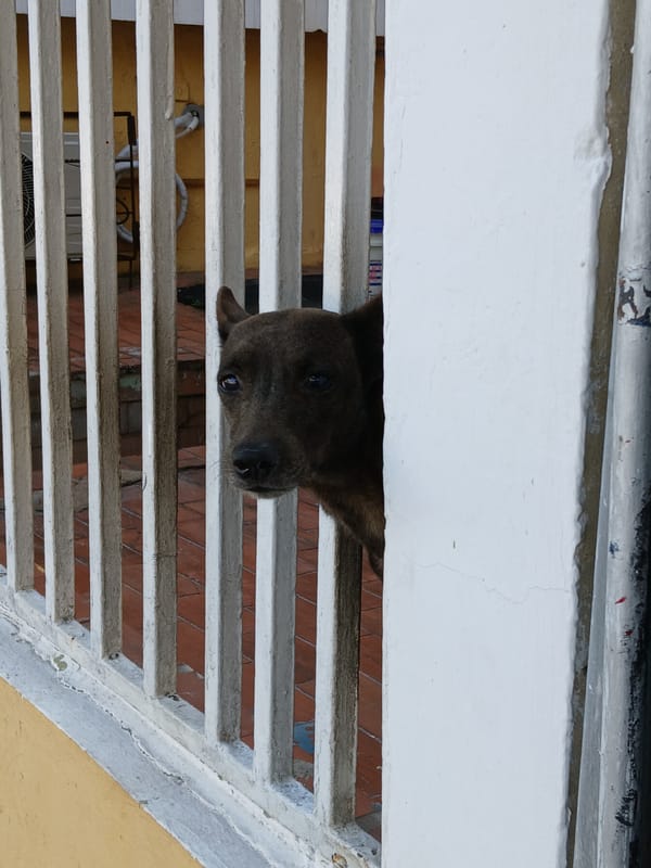 Dog and tree branches observed in Ciudad Guayana
