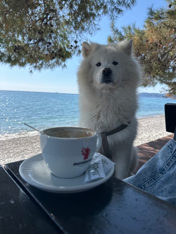 Spring barbecue amid cherry blossoms in Bar, Montenegro