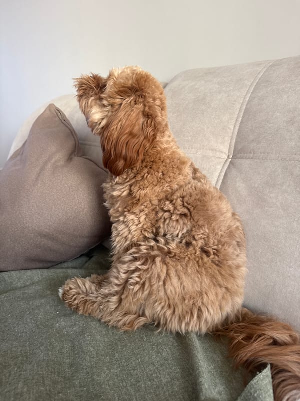 Morning domestic moments: resting dog and breakfast smoothie in Burgas