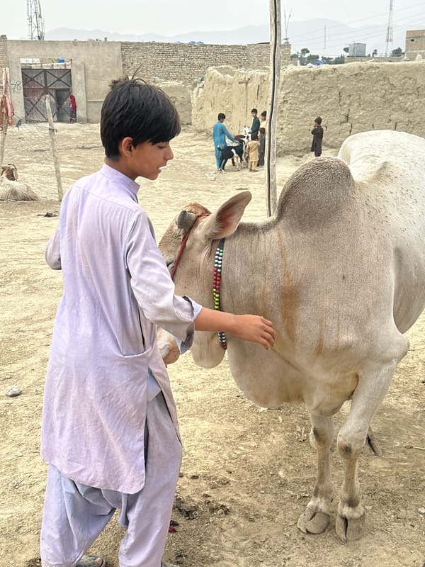 Livestock market activity captured in Quetta, Pakistan