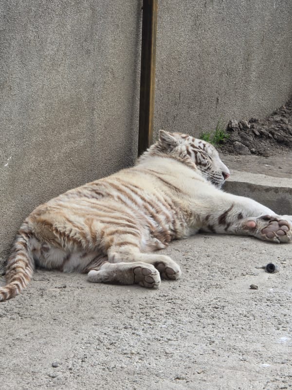 Zoo visitors capture routine animal behaviors at Craiova facility