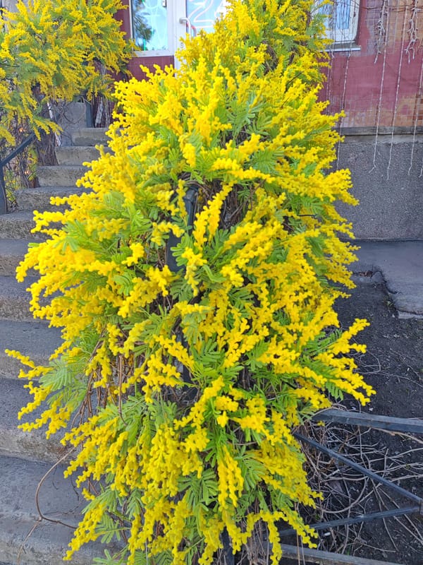 Yellow flowering shrub blooms in Saint Petersburg