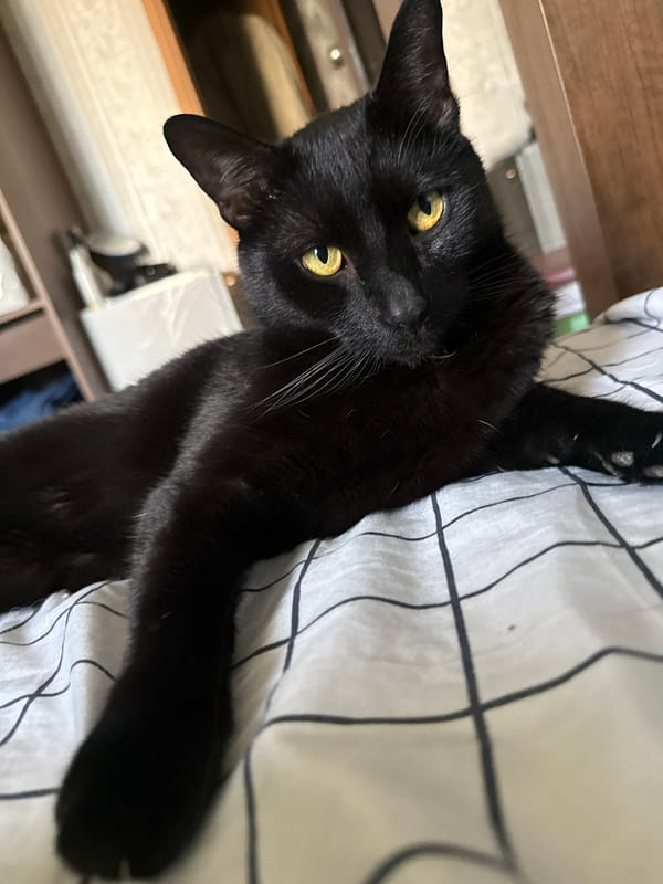 Morning pet moments captured in Khimki bedroom