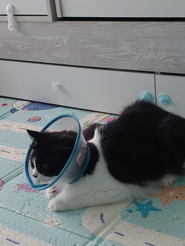 Cat recovers with protective cone in Plovdiv home