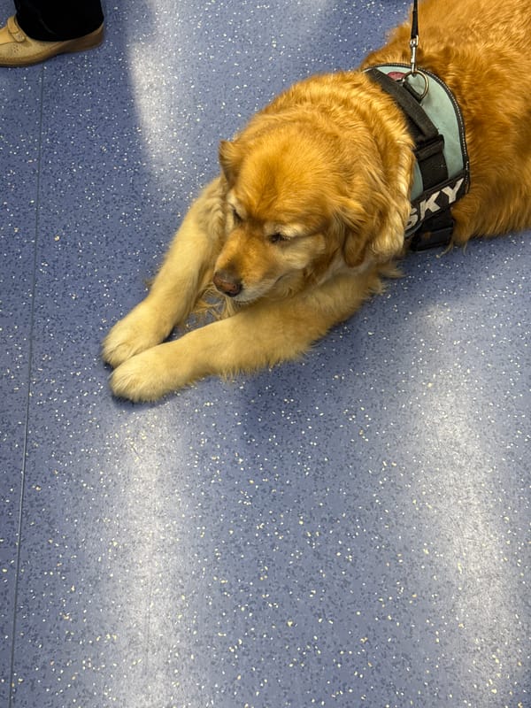 Golden retriever rests on blue floor in Milan