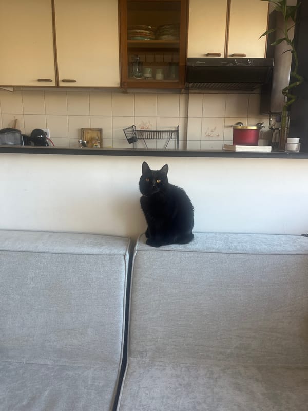 Buenos Aires resident documents quiet afternoon moments with black cat