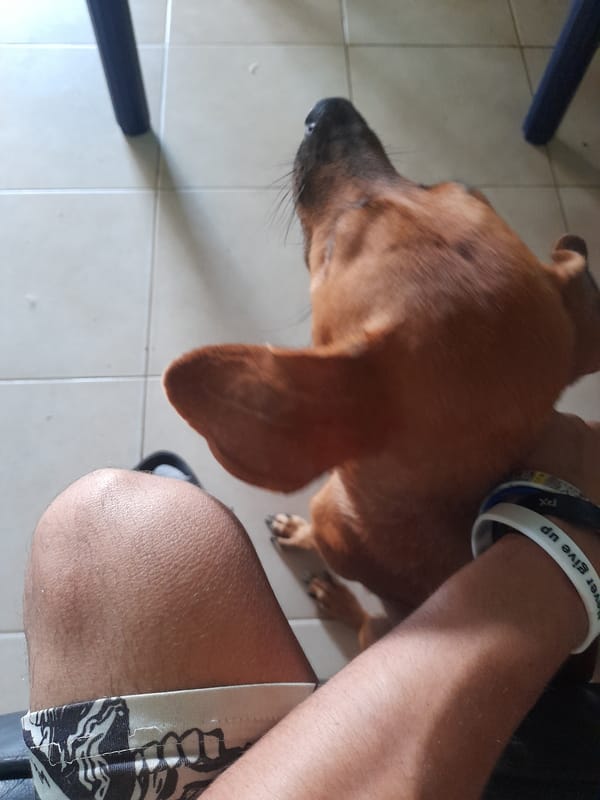 Dog naps on tiled floor while getting a gentle pat