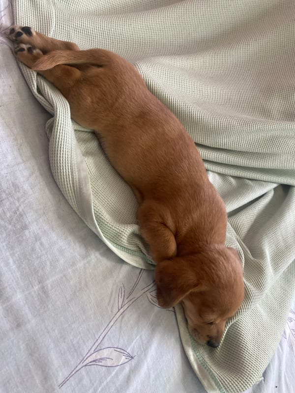 Puppies napping on a cozy bed in Dnipro
