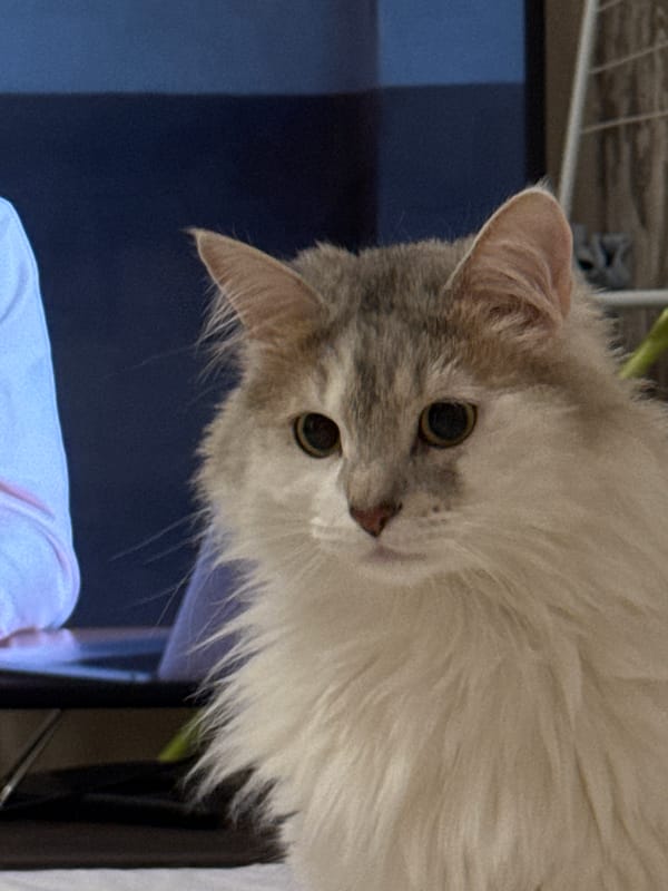 Cat photographed in various indoor poses in Nizhny Novgorod home
