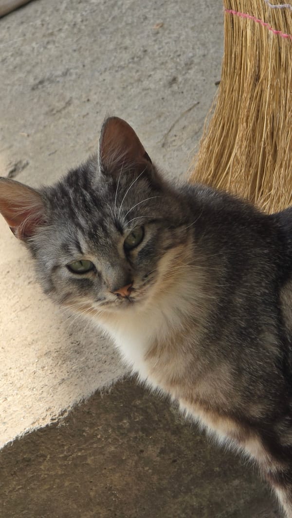 Tabby cat spotted resting on concrete in Samovodene, Bulgaria