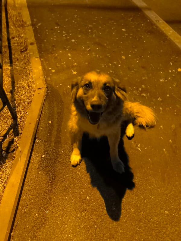 Dogs, streetlight details, and nighttime textures in Dnipro