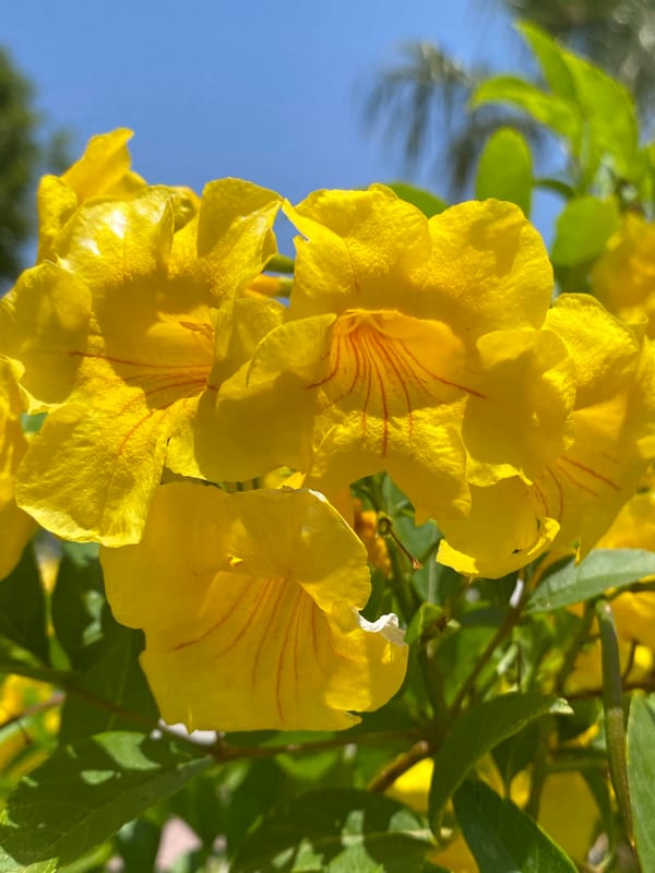 Flower photography and family content shared in Alanya, Turkey