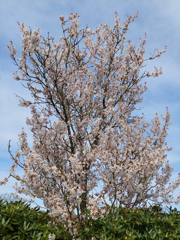 Spring blooms and wildlife observed in Ganderkesee residential area