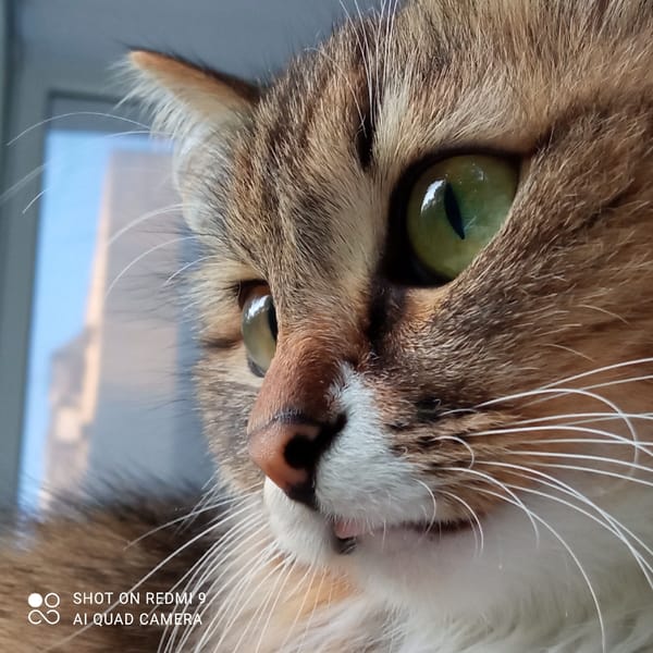 Green-eyed tabby cat, multiple portraits, Chaikovsky
