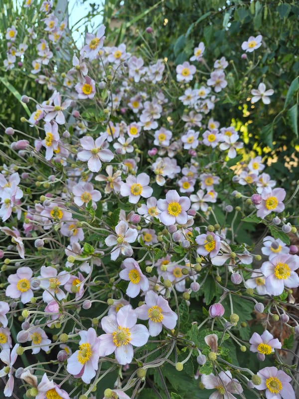Close-up garden shots of anemones, hibiscus, and a snail