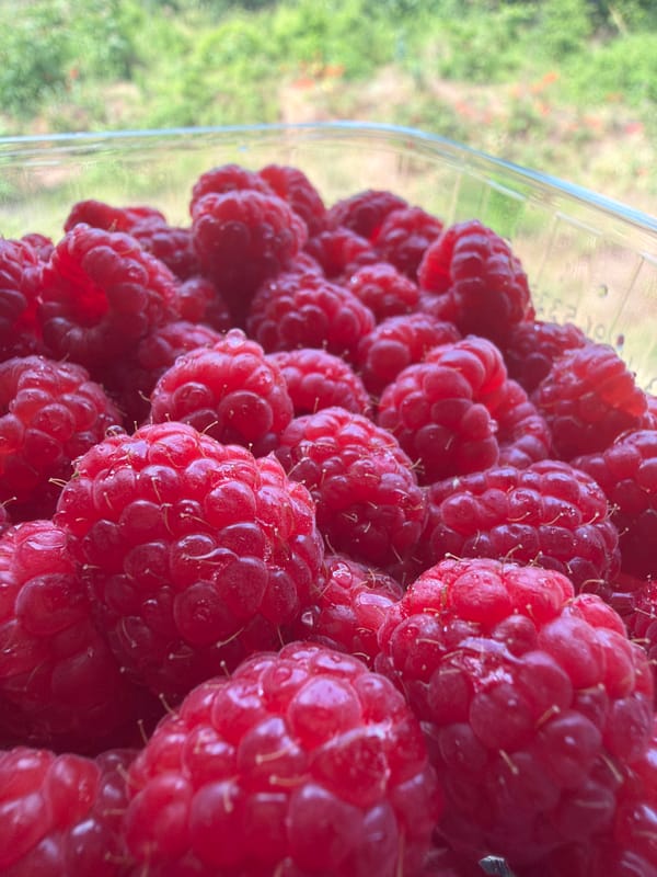 Person enjoys raspberries and Starbucks coffee in Varna
