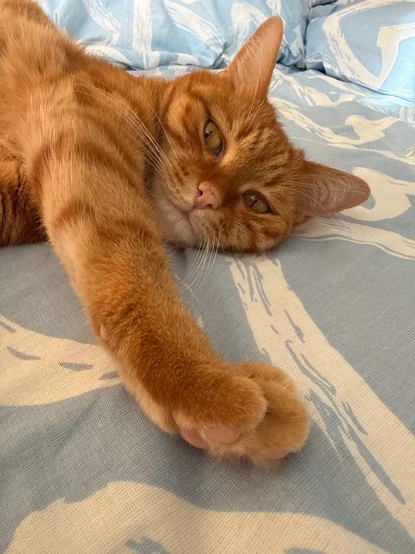 Orange tabby cat photographed in domestic morning scenes, Vologda