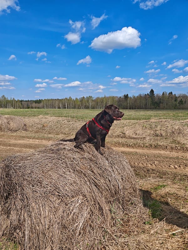 Chocolate Lab rests on haystack in Russian countryside