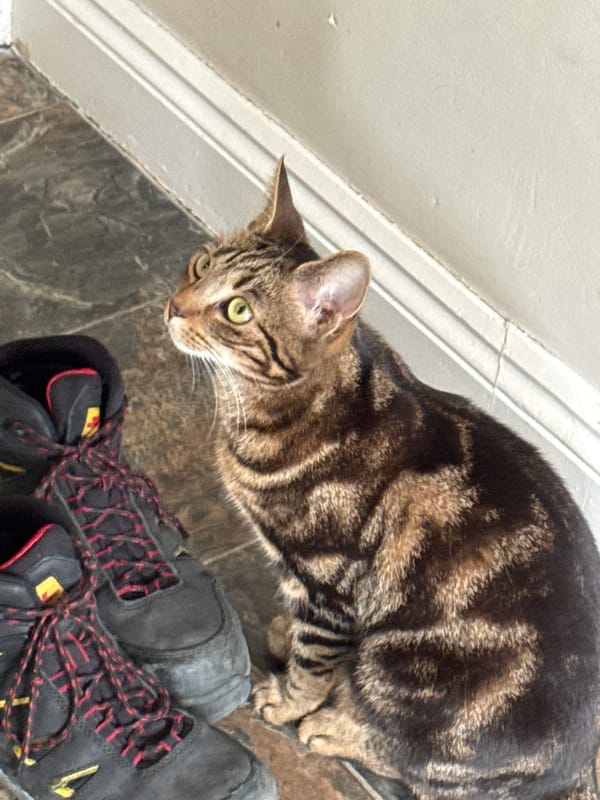 Tabby cat inspects hiking boots in Desborough home