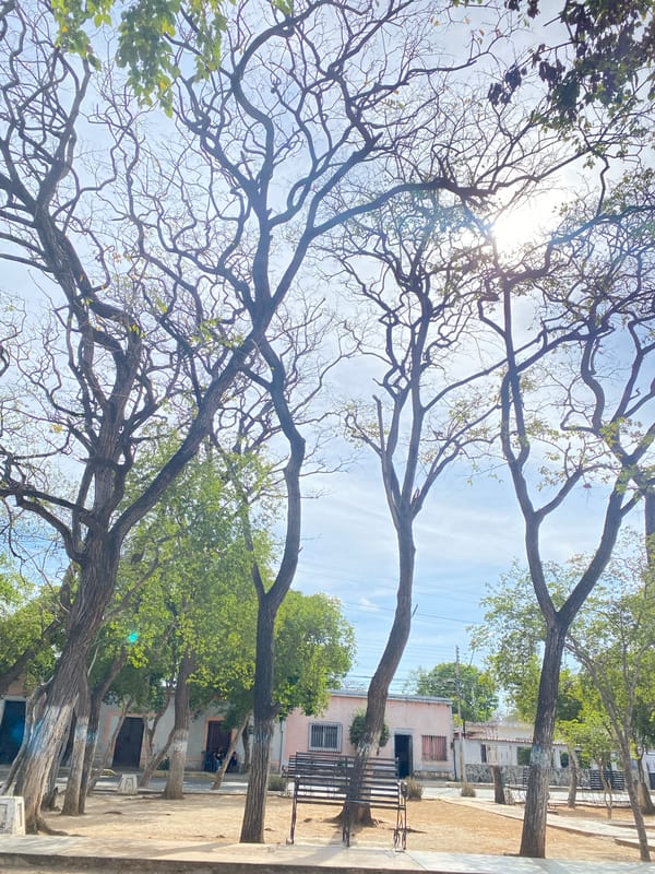 Afternoon stroll with street animals in Juan Griego documented
