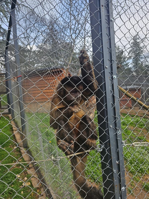 Zoo animals observed at Stara Zagora facility in Bulgaria
