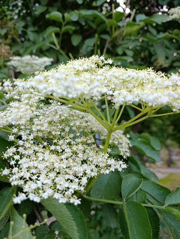 Botanical study and philosophical texts documented in Brovary, Ukraine