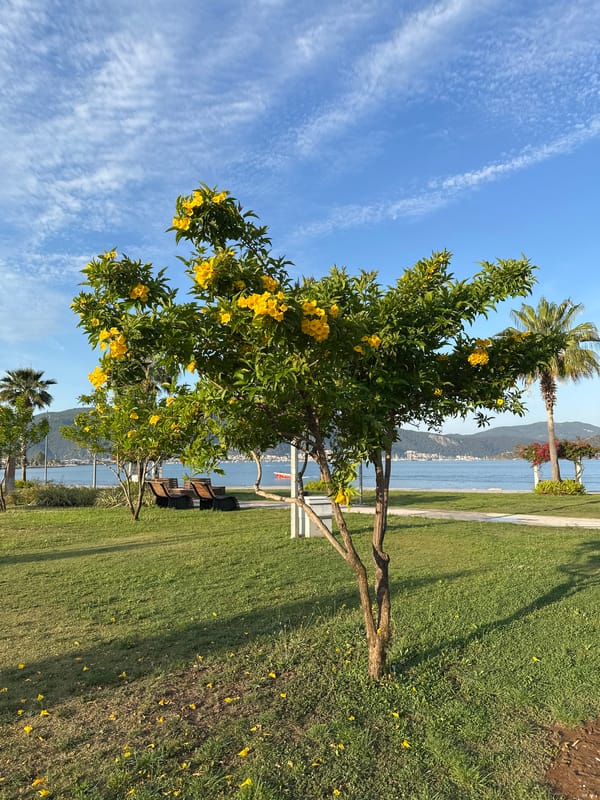 Yellow flowering tree blooms along Fethiye coastline