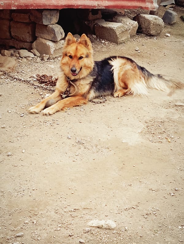 Morning scenes from Lassan, Pakistan show chained dog, overcast skies