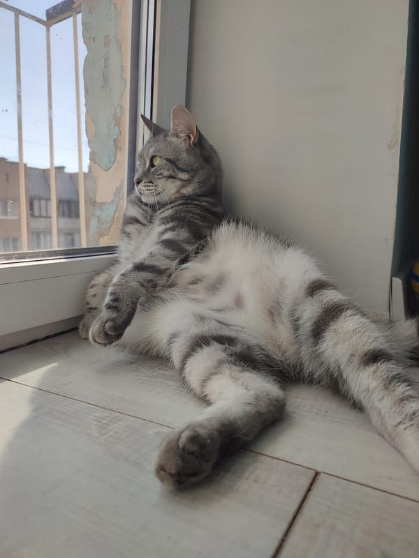 Cats, a dog, and a kid sharing a Saratov apartment morning