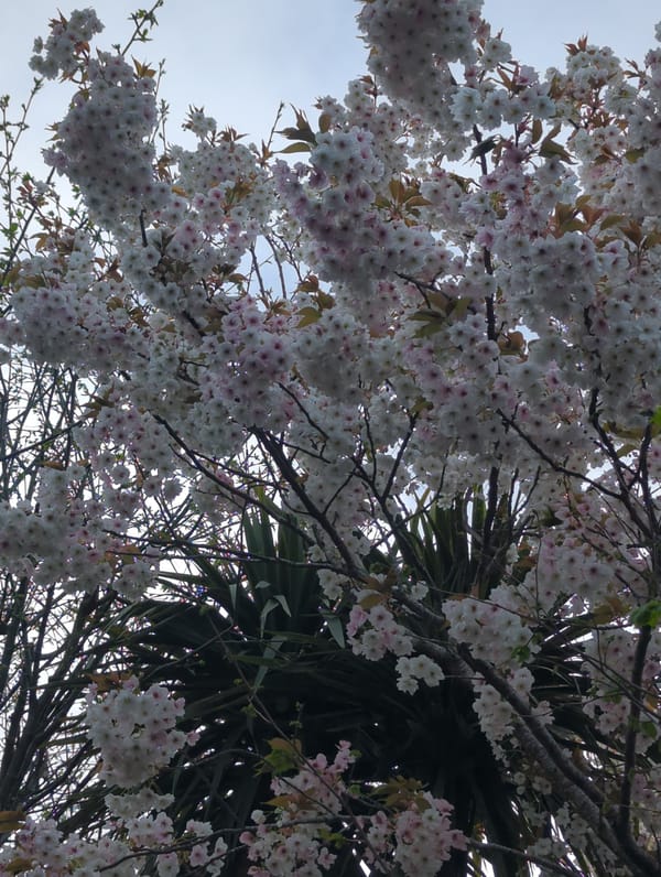 Spring blooms and residential pathways observed in Worcester