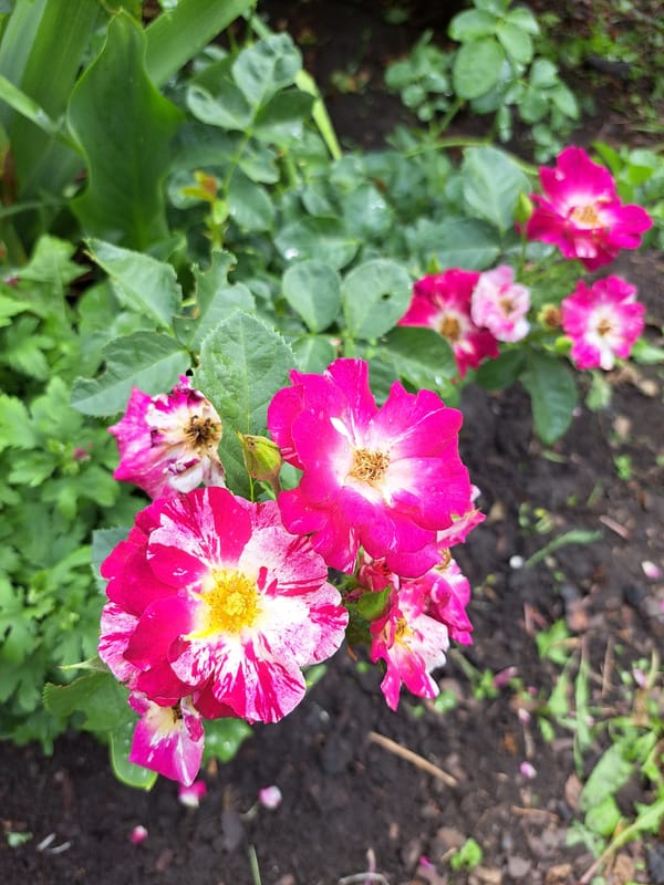 Summer garden in Черницк shows off its full bloom