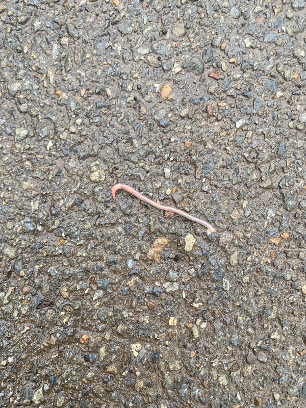 Pink earthworm spotted on damaged wet asphalt in Russia