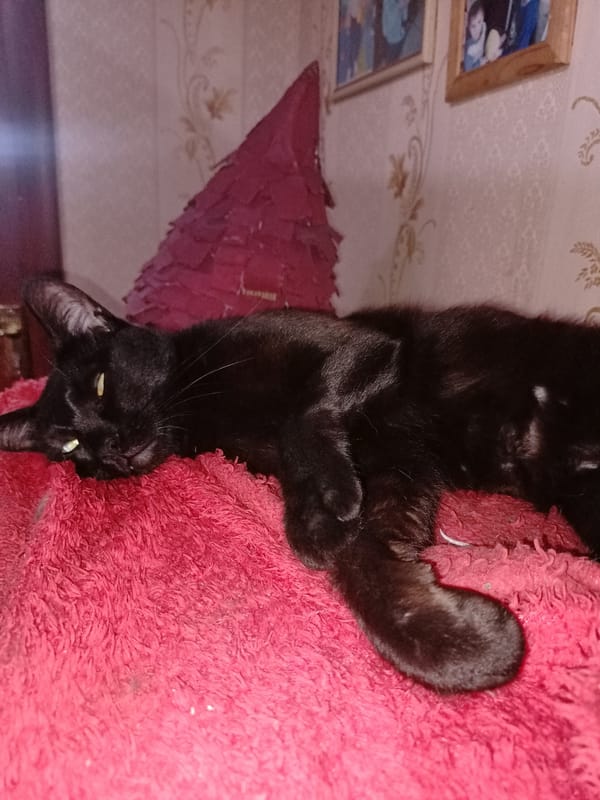 Cats, budgies, a pug, and a tattoo — pet life in Almaty