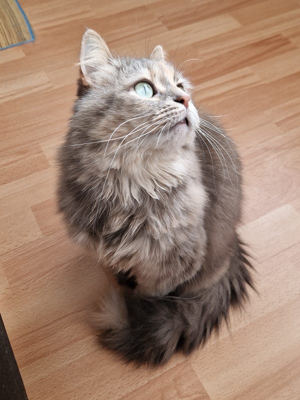 Cat with green eyes spotted on wooden floor in Lovech