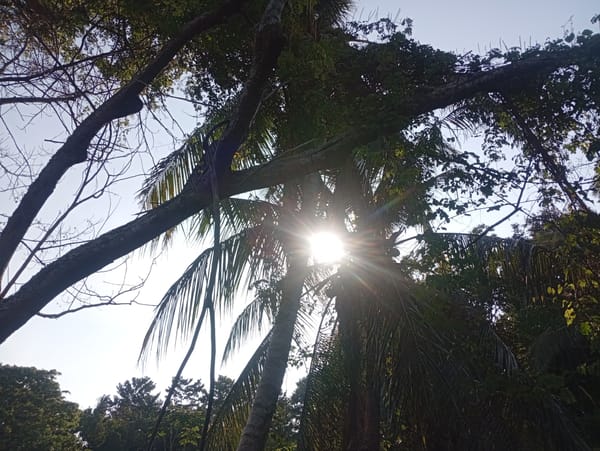 Tropical vegetation documented in rural Thailand morning scenes