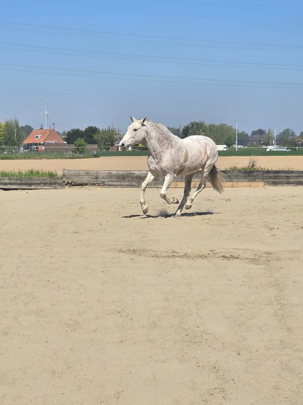 Horse training session documented at Belgian equestrian facility