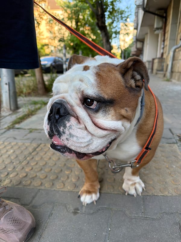 Afternoon stroll through Sofia captures bulldog, roses, street scenes