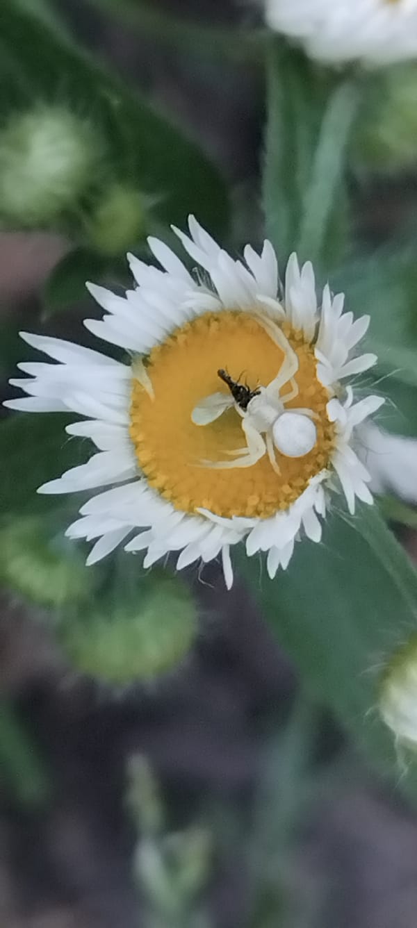 White spider catches prey on a daisy's yellow center
