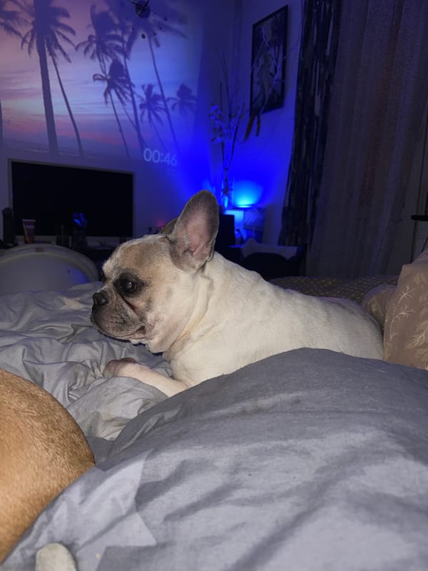 French bulldog chills on a bed in a projector-lit Moscow room.
